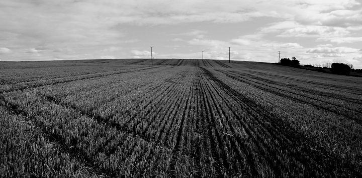 4 telegraph poles bw