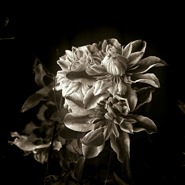 Clematis. Mamiya c330F. Fuji Acros roll film