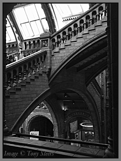 natural history museum stairways